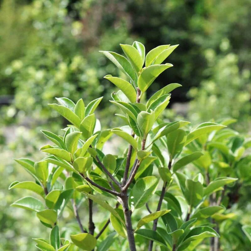 Pittosporum tenuifolium 'Irish Luck' 80-100 cm